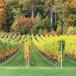 Flemish winery
