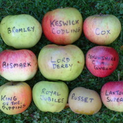 Apple Weekend & Country Fair - Stall Holders
