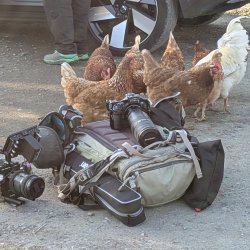 A flock of small brown hens gather around a film camera