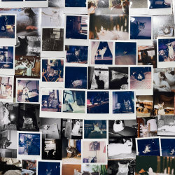 A collage of Polaroid photographs featuring various rescue cats while in foster care