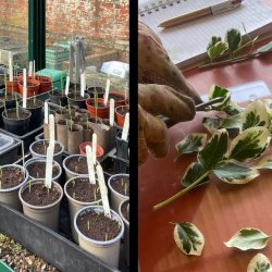 Seed sowing and taking cuttings