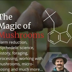 The Magic of Mushroom Live online