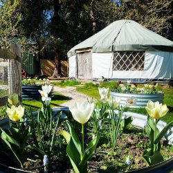 Yurt at Happy River