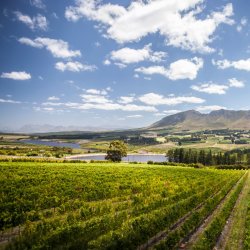 Cool-climate Cape Chardonnay & Pinot Noir with Bevan Newton Johnson
