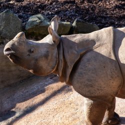 Tea and Talks: Giants of the Zoo 