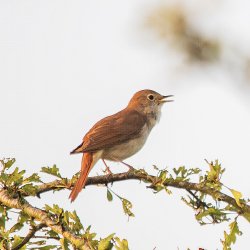 Nightingale singing