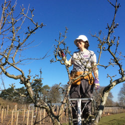Stephanie Irvine standing on a ladder, smiling, with secateur in right hand. She is surrounded by apple branches.
