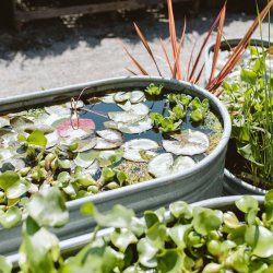 Water Plants 101