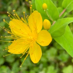 St. John's Wort