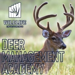 BUCKS IN FIELD