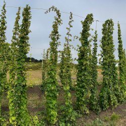 Hops for a Cause