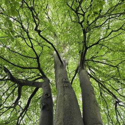 Tree Canopy with lush green leaves