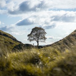 Can Poetry and the Poetic Imagination Save Our Trees?