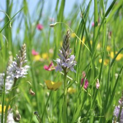 Seed Sistas Sensory Herbal Pilgrimage – Myth and Medicine of the Land