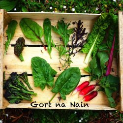 Image of Gort na Nain Vegetable Farm