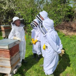 Come and Meet the Bees