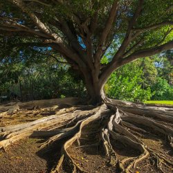 a tree with above ground roots