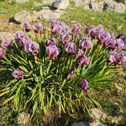 The Environmental Destruction of Palestine
