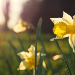 Deepening Presence and a Steady Heart: A Mindfulness Course for Coaches (Cohort 4)