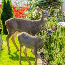 Deer-Resistant Plants