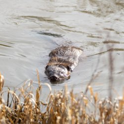 Beaver Enclosure Tour