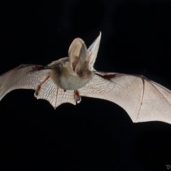 British Bats, their Ecology and Conservation (online)