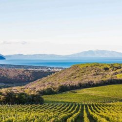 -aia / -ello / -eto : A Black Truffle, Super Tuscan Legends Dinner
