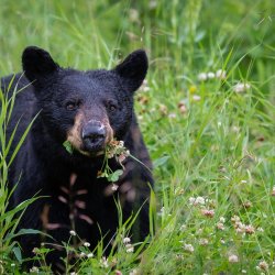Picture of a black bear face and front legs in a clover field
