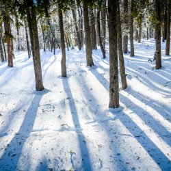 Winter Solstice Forest Bathing and Luminary Walk