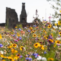 Sheffield Manor Lodge sits in the background with wild flower meadows in the foreground