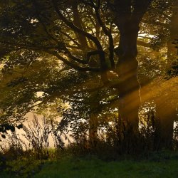 Forest Bathing with Hawk & Heath - FREE community event