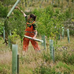 Rewild the Land: volunteering sessions with Joel Batchelor - FREE community event