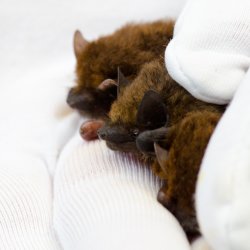 Bat Care Mingle