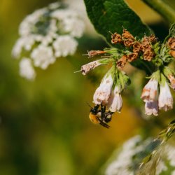 An Evening with My Garden of a Thousand Bees