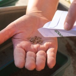 Seed to Bouquet
