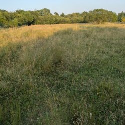 Scything at Prenton Dell Clay Pit