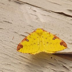 Brimstone Moth image copyright Ben Keywood