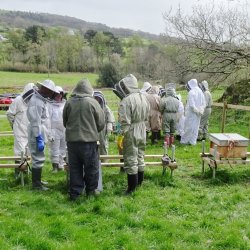 Groups of beekeepers gathered around hives