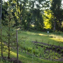 Common Ground Series: Planting New Trees