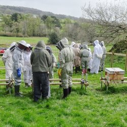 Beekeepers in groups around hives