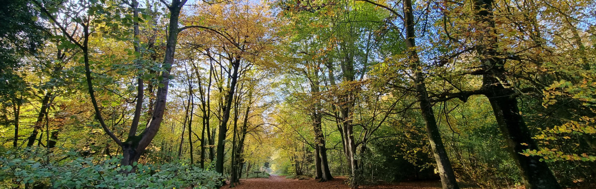 A wide path through a woodland with blue skies above.