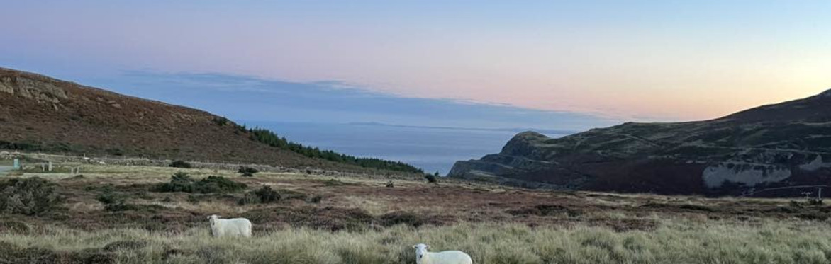 Picture of sheep in foreground against a scenic backdrop