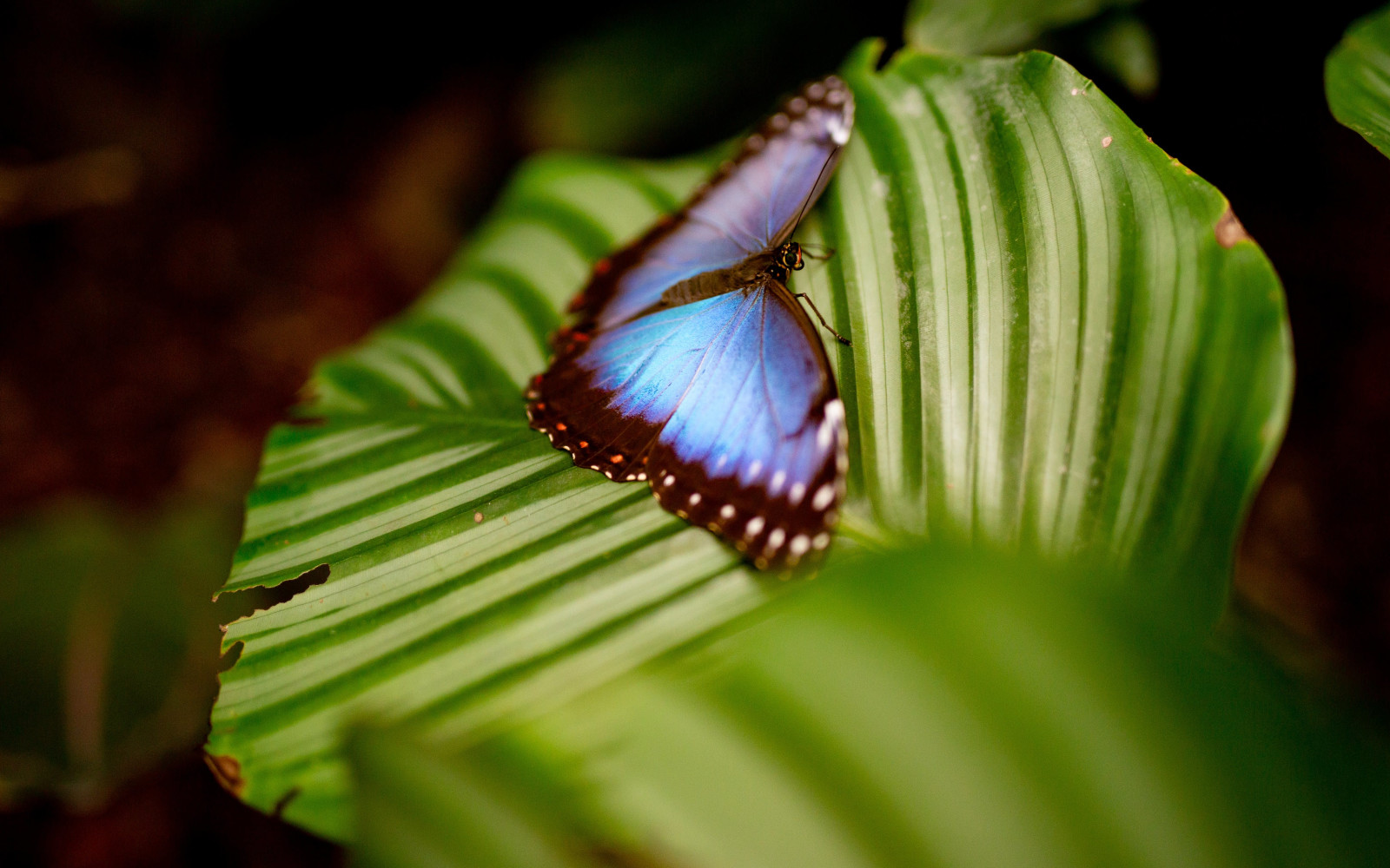Amazonia