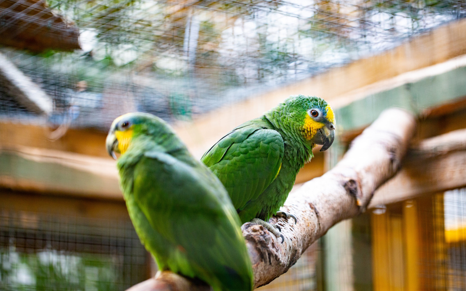 Amazonia