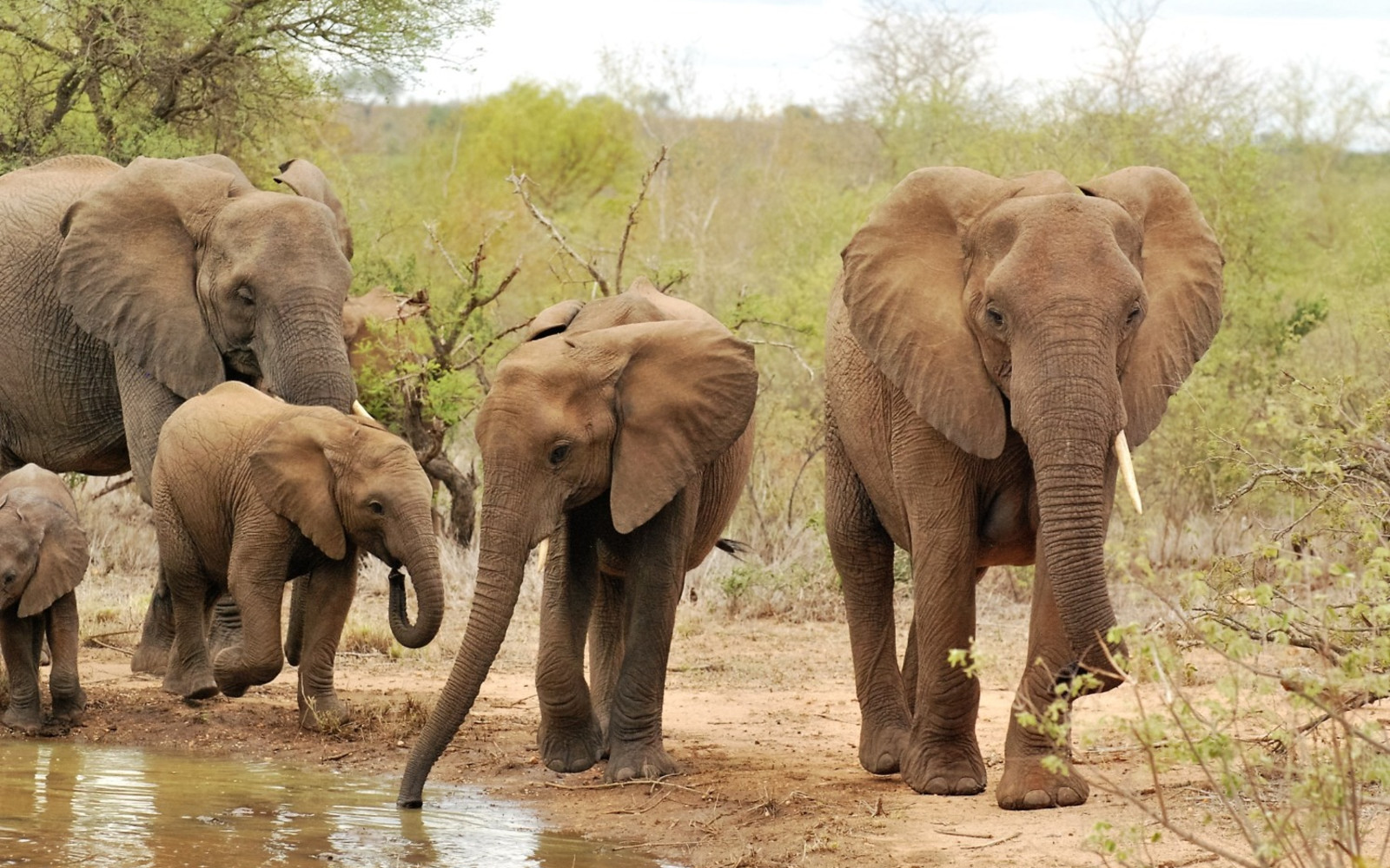 A family of elephants in the wild