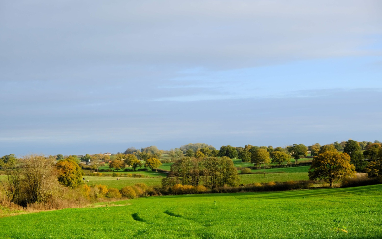 Hedgerow Volunteering: Planting in Sapperton (with Sapperton Wilder)