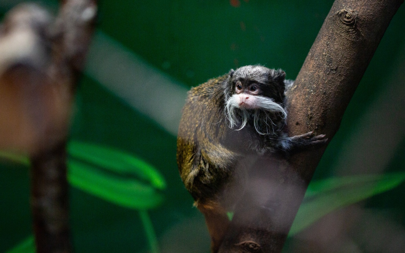 Amazonia