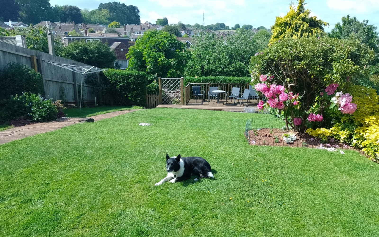 Star the dog relaxing in the garden