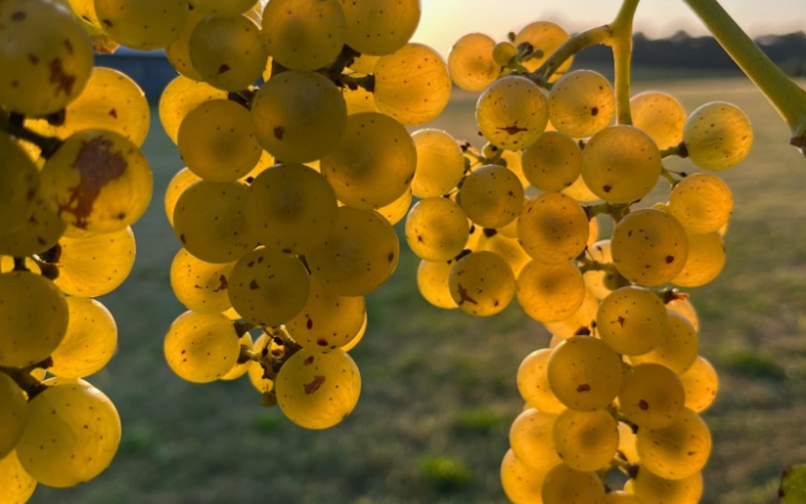 Beyond the Bottle Tour & Tasting
