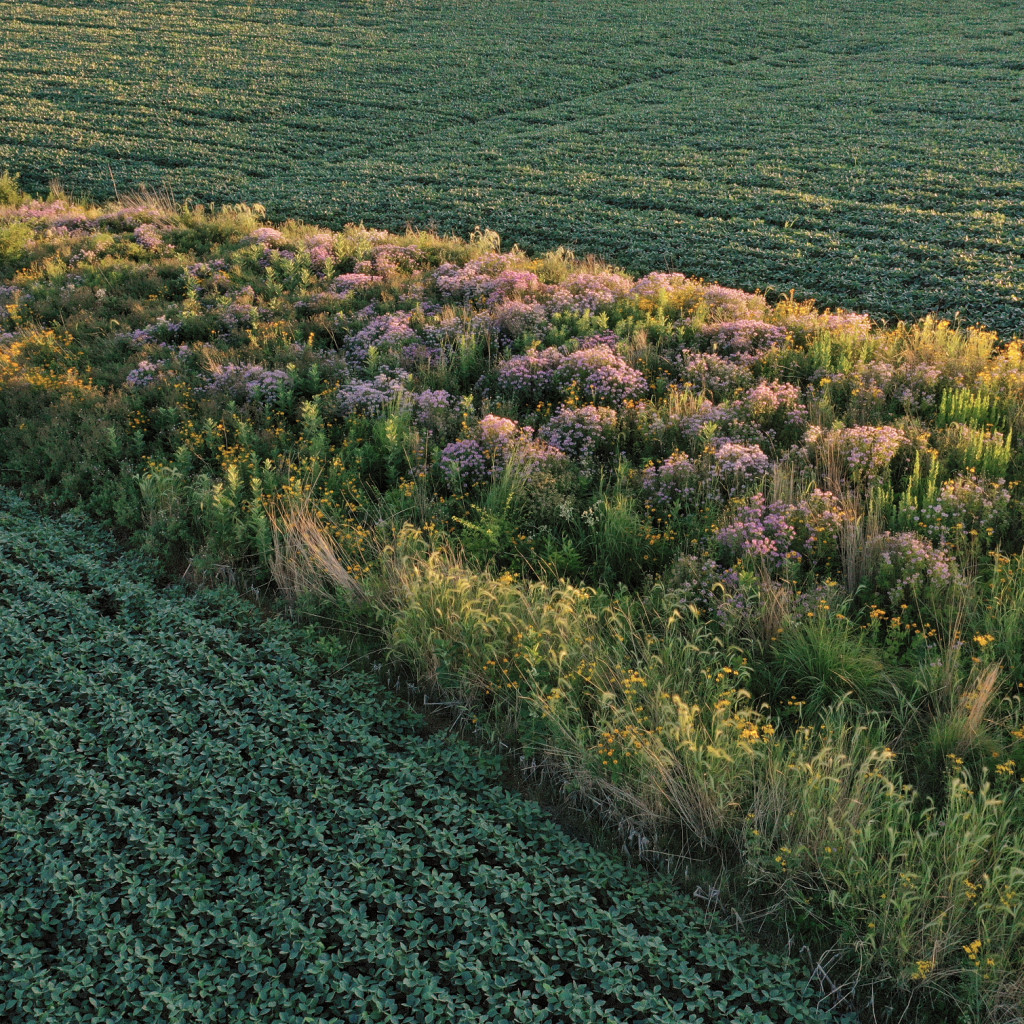 From the Margins: Wilding American Farmland for Climate Resilience